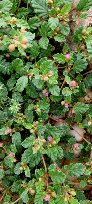 Molinos de viento colgantes (Allionia incarnata)