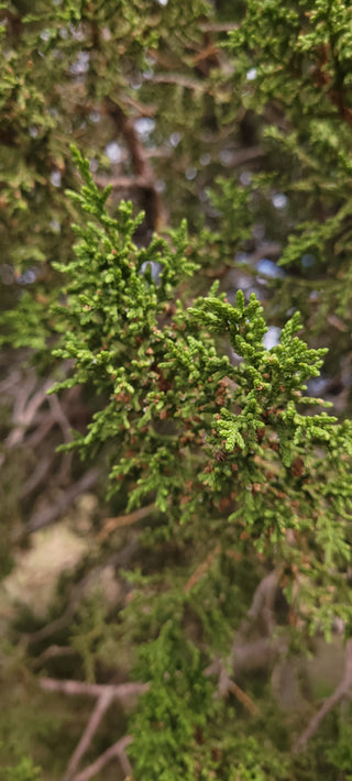 桧柏 (Juniperus arizonica)