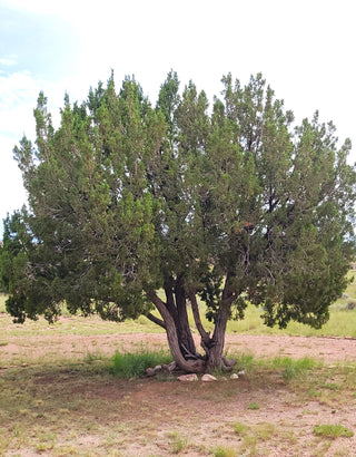 Enebro (Juniperus arizonica)