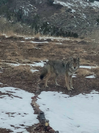 Coyote