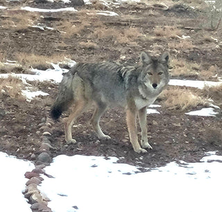 Limited Edition Coyote Conjure Box