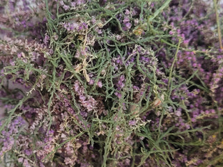 Salt cedar