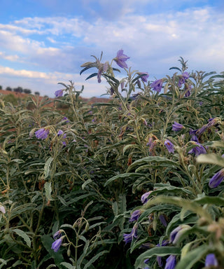 Purple bell-shaped flowers on leafy green plants growing in a field under a blue sky with white clouds.