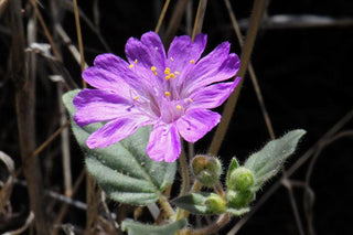 尾随风车 (Allionia incarnata)