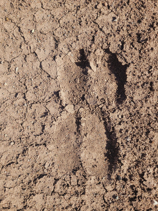 Pista de tierra para vacas