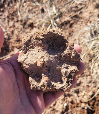 Pista de tierra para coyotes