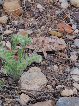 Sapo cornudo en la tierra