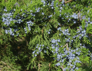 Bayas de enebro (Juniperus arizonica)