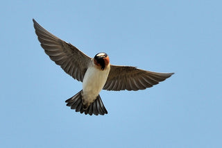 Mud from a Cliff Swallow Nest