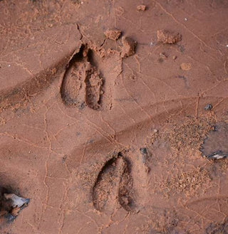 Huella de ciervo en tierra