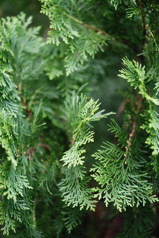 Flat Cedar, 1 Ounce
