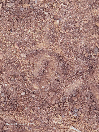 Pista de tierra del cuervo