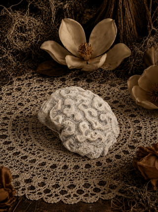 Gorgeous Brain Coral Altar Piece