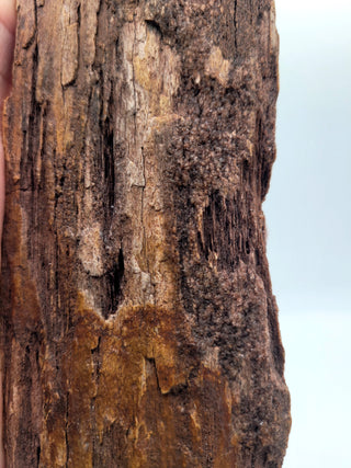 One-of-a-Kind Petrified Wood Specimen
