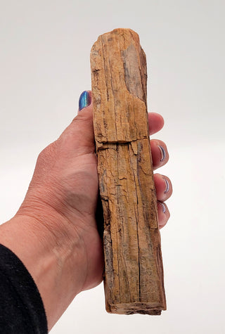 One-of-a-Kind Petrified Wood Specimen