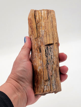 One-of-a-Kind Petrified Wood Specimen