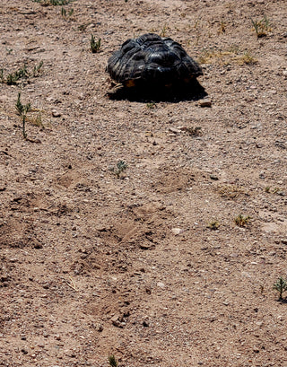 Tortoise Track Dirt