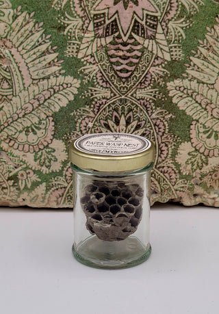 Paper Wasp Nest
