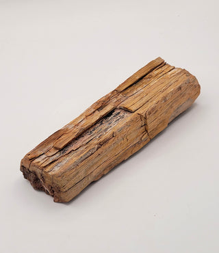 One-of-a-Kind Petrified Wood Specimen